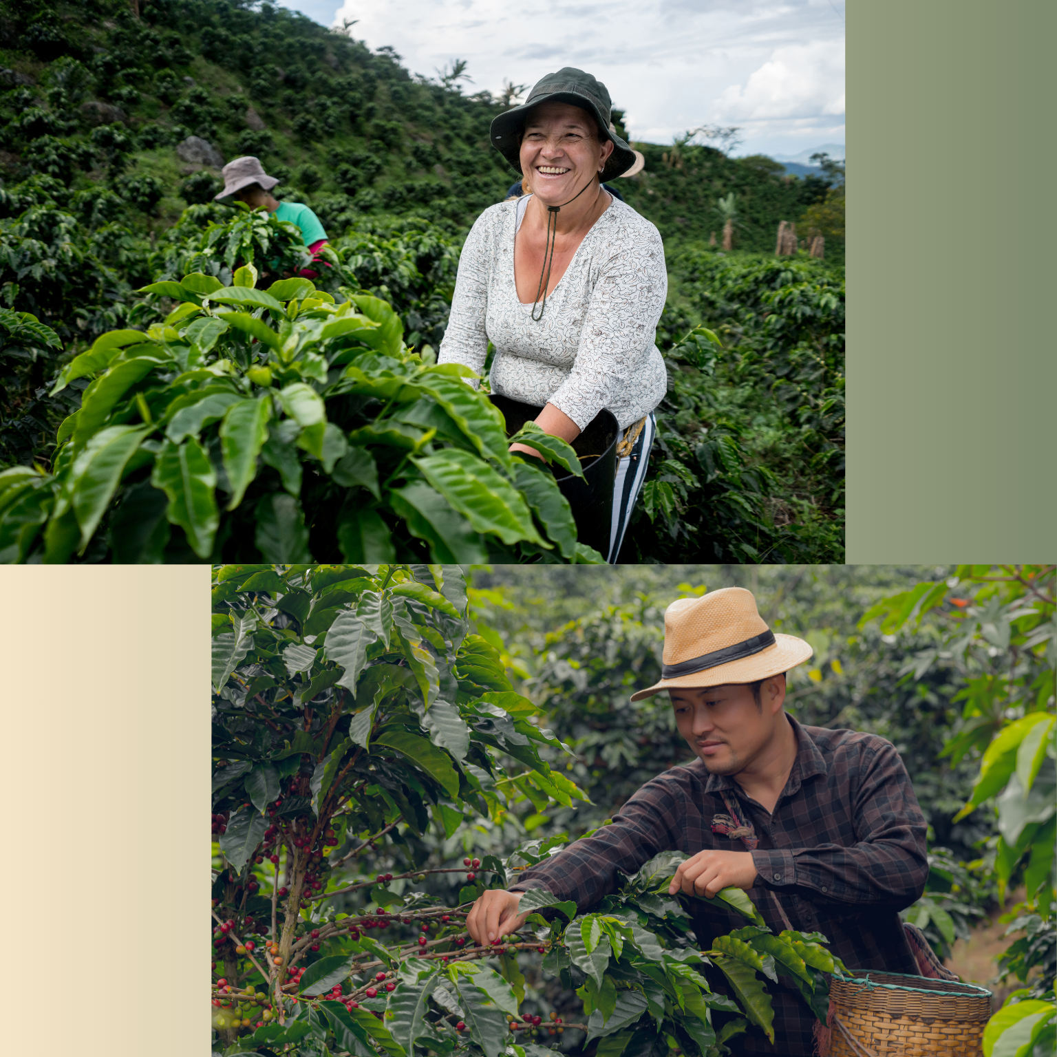the columbian coffee farm entkoffeinierter Specialty Coffee The Balance Decaf von Three Clouds