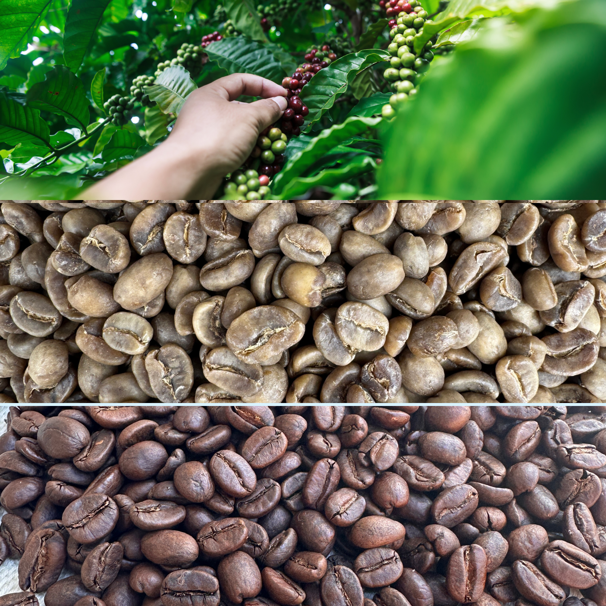 Kolumbianischer Decaf Kaffee von der Kaffeefarm über Rohbohnen bis zu gerösteten Bohnen für The Calm Decaf Espresso